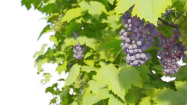 vitis-vinifera-vigne-3D-grappe-plante-raisin-arbuste-vegetaux-studio-l4m-lumion-fbx