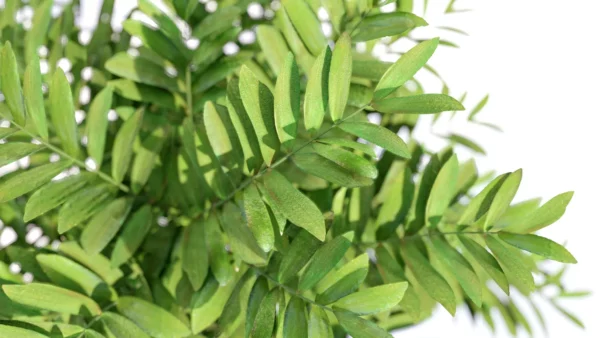 zamia-furfurcea-zamia-du-Mexique-3D-feuillage-plante-tropical-vegetaux-studio-l4m-lumion-fbx