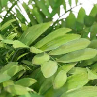 zamia-furfurcea-zamia-du-Mexique-3D-feuille-plante-tropical-vegetaux-studio-l4m-lumion-fbx