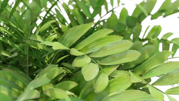 zamia-furfurcea-zamia-du-Mexique-3D-feuille-plante-tropical-vegetaux-studio-l4m-lumion-fbx