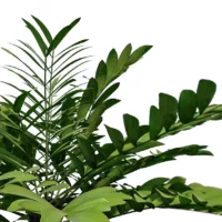 zamia-furfurcea-zamia-du-Mexique-3D-global-plante-tropical-vegetaux-studio-l4m-lumion-fbx