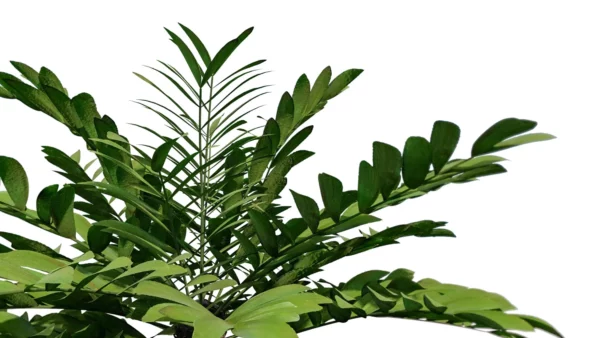 zamia-furfurcea-zamia-du-Mexique-3D-global-plante-tropical-vegetaux-studio-l4m-lumion-fbx