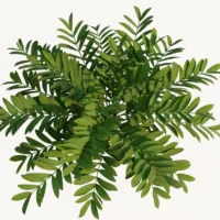 zamia-furfurcea-zamia-du-Mexique-3D-top-plante-tropical-vegetaux-studio-l4m-lumion-fbx