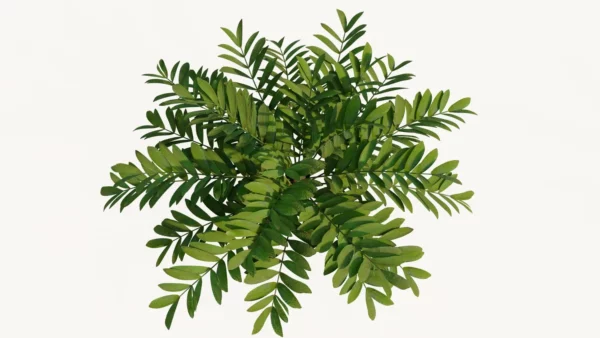 zamia-furfurcea-zamia-du-Mexique-3D-top-plante-tropical-vegetaux-studio-l4m-lumion-fbx