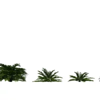 zamia-furfurcea-zamia-du-Mexique-3D-variantes-plante-tropical-vegetaux-studio-l4m-lumion-fbx