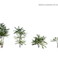 3D-Mahonia-eurybracteata-soft-caress-mahonia-feuille-fougere-studio-l4m-lumion-fbx