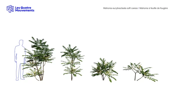 3D-Mahonia-eurybracteata-soft-caress-mahonia-feuille-fougere-studio-l4m-lumion-fbx