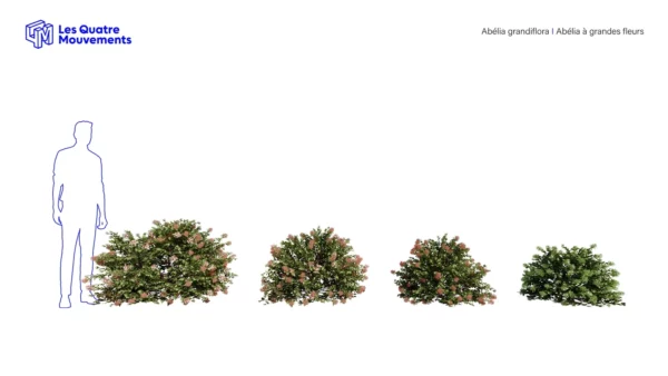 Abelia-grandiflora-3D-plante-vegetaux-grandes-fleurs-ensemble-studio-l4m-lumion-fbx