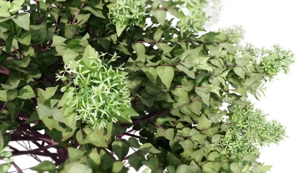 Abelia-grandiflora-3D-plante-vegetaux-grandes-fleurs-feuillage-studio-l4m-lumion-fbx