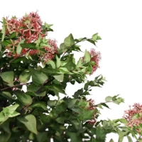 Abelia-grandiflora-3D-plante-vegetaux-grandes-fleurs-feuilles-studio-l4m-lumion-fbx