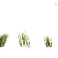 Acorus-calamus-3D-plante-vegetaux-roseau-aromatique-ensemble-studio-l4m-lumion-fbx