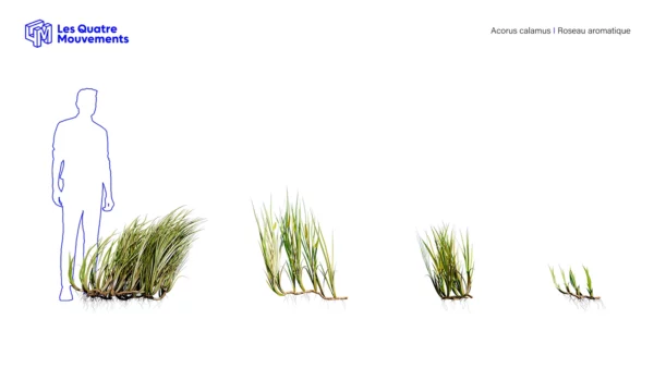 Acorus-calamus-3D-plante-vegetaux-roseau-aromatique-ensemble-studio-l4m-lumion-fbx