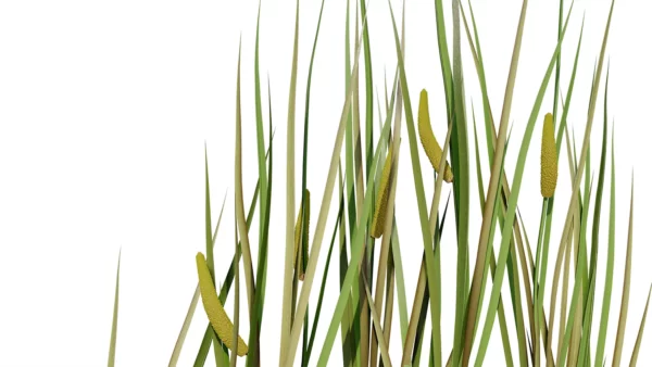 Acorus-calamus-3D-plante-vegetaux-roseau-aromatique-feuilles-studio-l4m-lumion-fbx