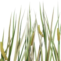 Acorus-calamus-3D-plante-vegetaux-roseau-aromatique-tiges-studio-l4m-lumion-fbx