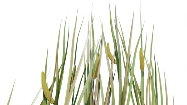 Acorus-calamus-3D-plante-vegetaux-roseau-aromatique-tiges-studio-l4m-lumion-fbx
