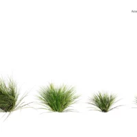Acorus-gramineus-3D-plante-vegetaux-acore-graminee-ensemble-studio-l4m-lumion-fbx