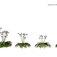 Agapanthus-Africanus-Alba-3D-Lys-du-Nil-blanche-ensemble-studio-l4m-lumion-fbx