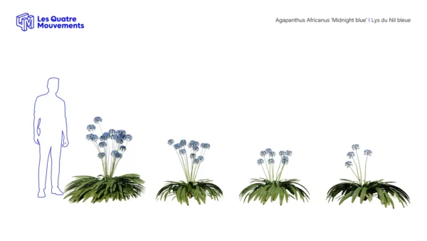 Agapanthus-Africanus-Midnight-blue-3D-vegetaux-studio-l4m-lumion-fbx