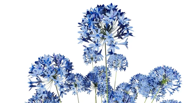 Agapanthus-Africanus-Midnight-blue-plante-3D-studio-l4m-lumion-fbx