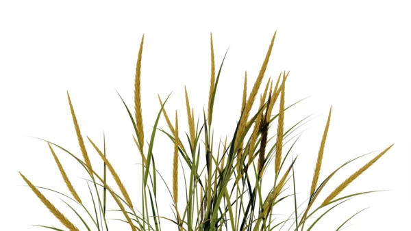 Ammophila-3D-plante-vegetaux-oyat-sable-branches-studio-l4m-lumion-fbx