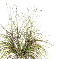 Andropogon-gerardii-3D-plante-vegetaux-barbon-gerard-branches-studio-l4m-lumion-fbx
