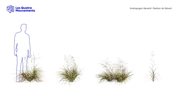 Andropogon-gerardii-3D-plante-vegetaux-barbon-gerard-ensemble-studio-l4m-lumion-fbx