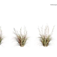 Andropogon-virginicus-3D-plante-barbon-virginie-ensemble-studio-l4m-lumion-fbx