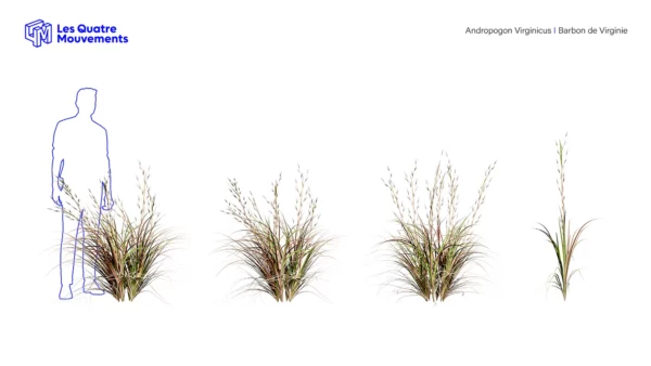 Andropogon-virginicus-3D-plante-barbon-virginie-ensemble-studio-l4m-lumion-fbx