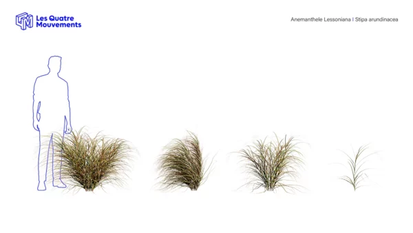 Anemanthele-lessoniana-3D-plante-stipa-arundinacea-ensemble-studio-l4m-lumion-fbx
