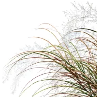 Anemanthele-lessoniana-3D-plante-stipa-arundinacea-feuilles-studio-l4m-lumion-fbx