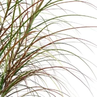 Anemanthele-lessoniana-3D-plante-stipa-arundinacea-tiges-studio-l4m-lumion-fbx