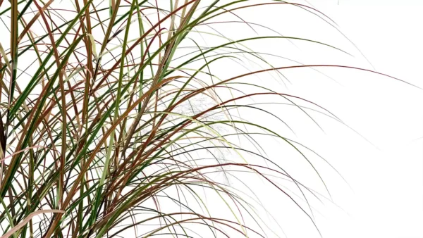 Anemanthele-lessoniana-3D-plante-stipa-arundinacea-tiges-studio-l4m-lumion-fbx