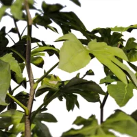 Aralia-japonica-3D-plante-vegetaux-Aralia-du-Japon-branches-studio-l4m-lumion-fbx