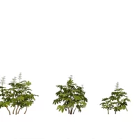 Aralia-japonica-3D-plante-vegetaux-Aralia-du-Japon-ensemble-studio-l4m-lumion-fbx