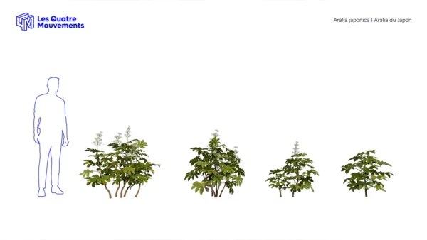 Aralia-japonica-3D-plante-vegetaux-Aralia-du-Japon-ensemble-studio-l4m-lumion-fbx