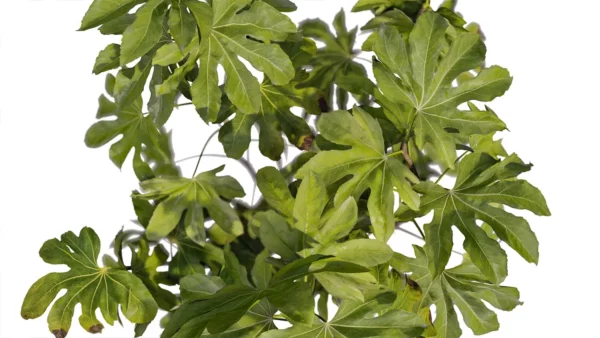 Aralia-japonica-3D-plante-vegetaux-Aralia-du-Japon-feuilles-studio-l4m-lumion-fbx