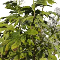 Aralia-japonica-3D-plante-vegetaux-Aralia-du-Japon-tiges-studio-l4m-lumion-fbx