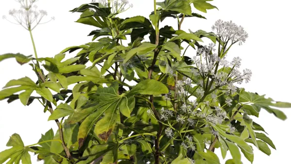 Aralia-japonica-3D-plante-vegetaux-Aralia-du-Japon-tiges-studio-l4m-lumion-fbx