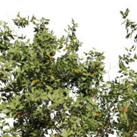 Arbutus-Unedo-3D-plante-vegetaux-Arbousier-branches-fbx
