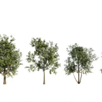 Arbutus-Unedo-3D-plante-vegetaux-Arbousier-ensemble-studio-l4m-lumion-fbx