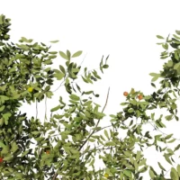 Arbutus-Unedo-3D-plante-vegetaux-Arbousier-feuilles-studio-l4m-lumion-fbx