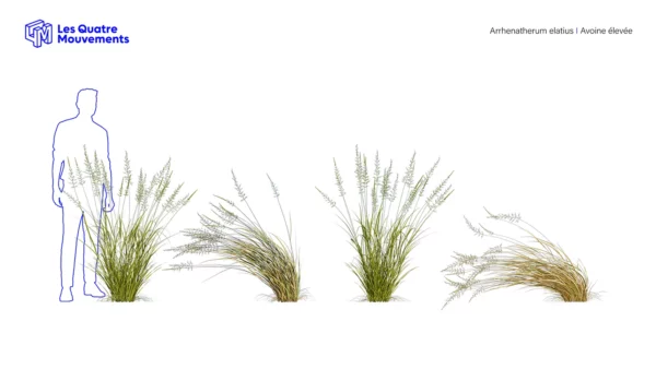 Arrhenatherum-elatius-3D-plante-avoine-elevee-ensemble-studio-l4m-lumion-fbx