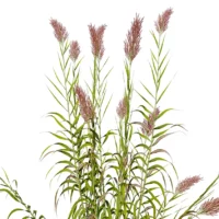Arundo-donax-3D-plante-vegetaux-canne-provence-branches-studio-l4m-lumion-fbx