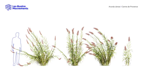 Arundo-donax-3D-plante-vegetaux-canne-provence-ensemble-studio-l4m-lumion-fbx