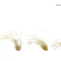 Bouteloua-curtipendula-3D-plante-pied-dindon-ensemble-studio-l4m-lumion-fbx