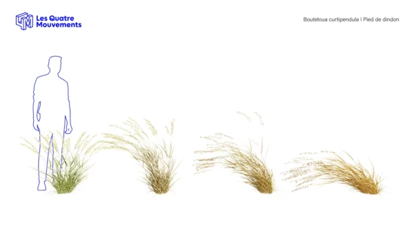 Bouteloua-curtipendula-3D-plante-pied-dindon-ensemble-studio-l4m-lumion-fbx