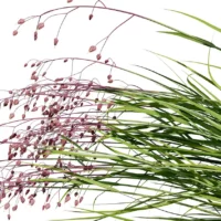 Briza-media-3D-plante-vegetaux-brize-tiges-studio-l4m-lumion-fbx