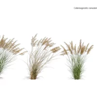 Calamagrostis-canadensis-3D-plante-calamagrostide-ensemble-studio-l4m-lumion-fbx