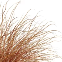 Carex-buchananii-3D-plante-vegetaux-laiche-buchanan-tiges-studio-l4m-lumion-fbx