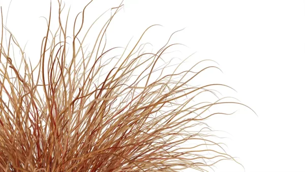 Carex-buchananii-3D-plante-vegetaux-laiche-buchanan-tiges-studio-l4m-lumion-fbx